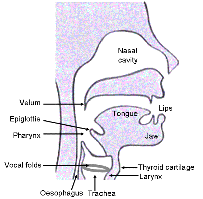a cross section of the head, in the plane of symmetry, showing key elements used in speech