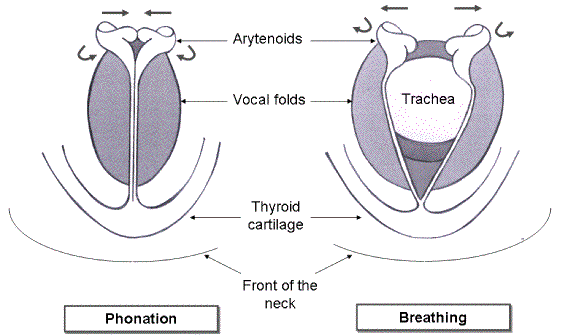sketches of the larynx in phonation and breathing configurations